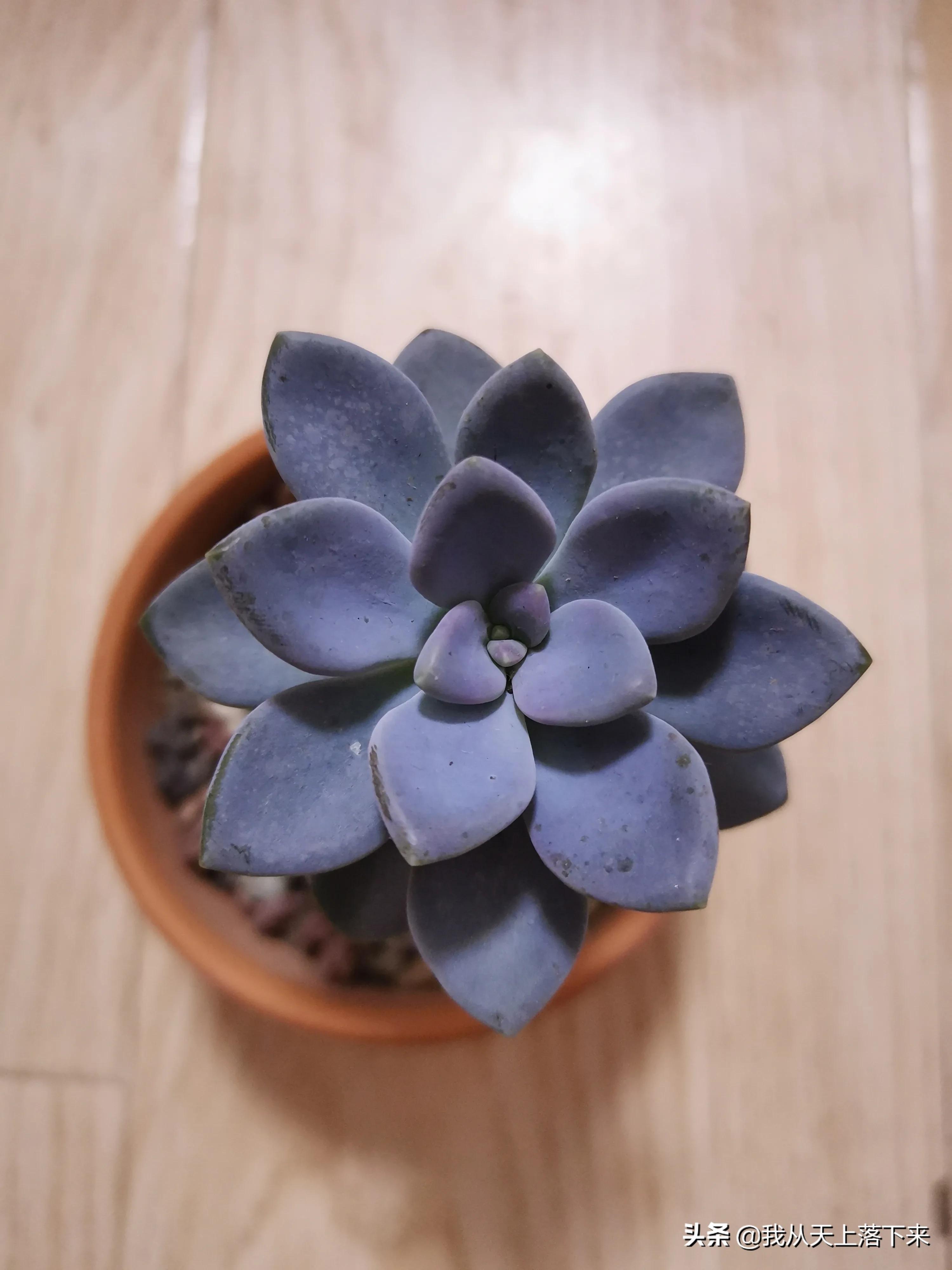 89种常见多肉植物品种图，实物拍摄，还不认识的小伙伴赶紧收藏好