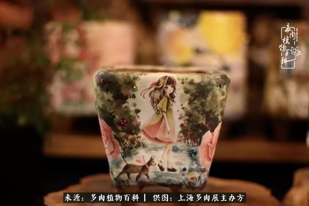 2023多肉展会直播,2023上海多肉植物展