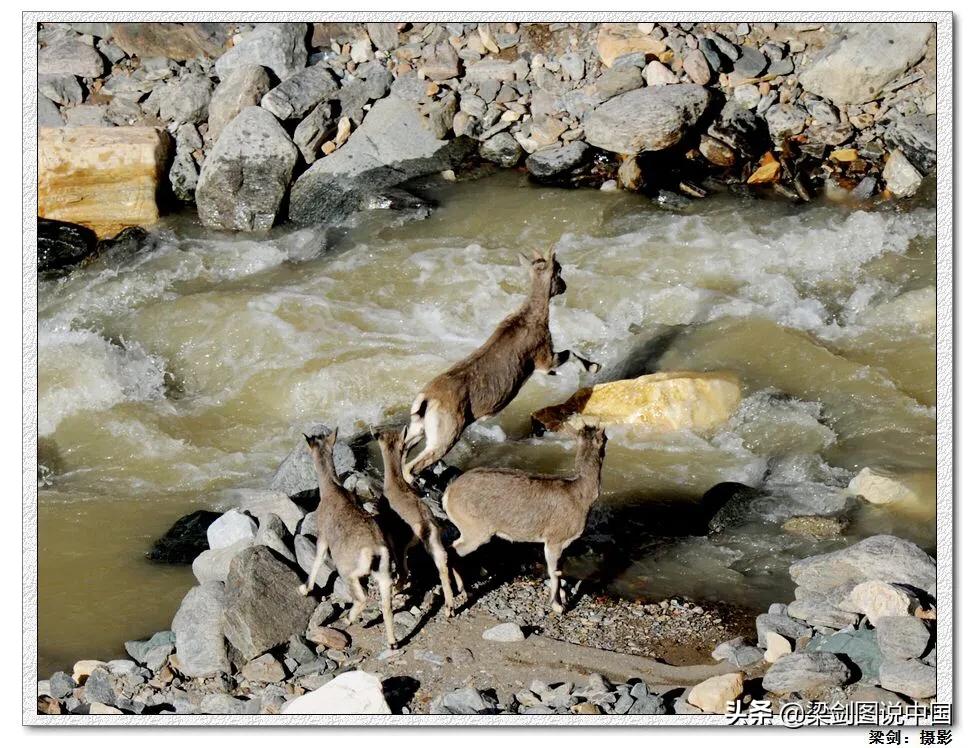 禁止野生动物保护环境人人有责,保护生态环境禁止野生动物上餐桌