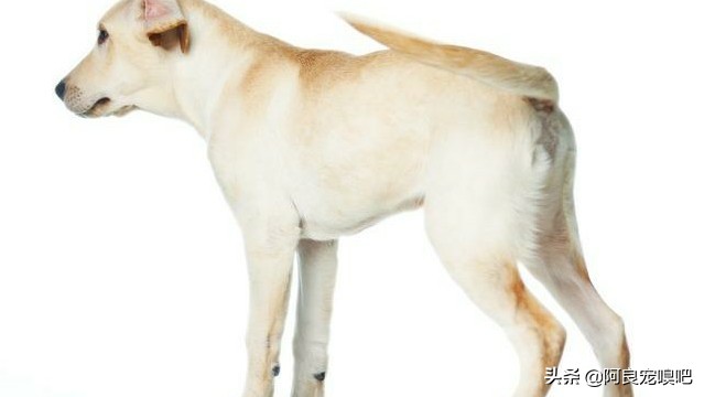 怎么选一条好的拉布拉多犬,如何挑选一只性格好的拉布拉多犬