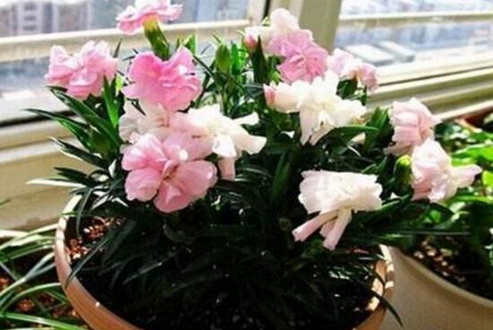 盆栽的康乃馨浇水怎么浇最好,康乃馨盆栽浇水技巧