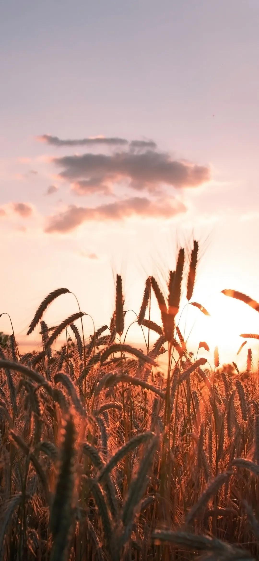 文艺素雅治愈植物手机壁纸,唯美治愈系手机壁纸植物