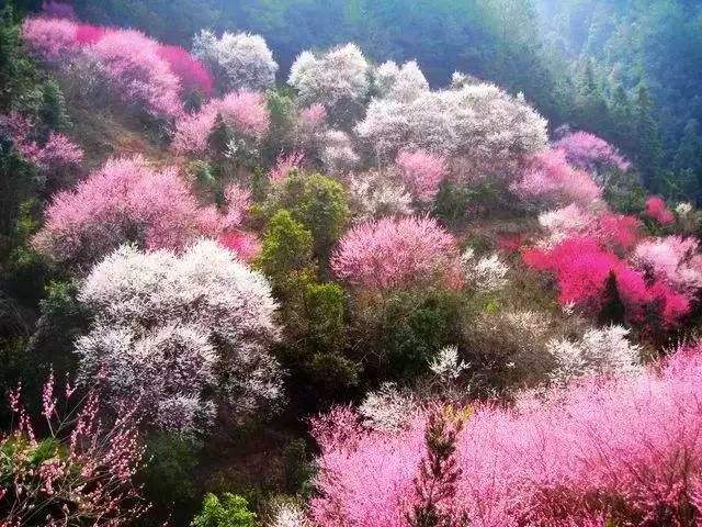 文房四宝产地歙县～盆景徽剧之乡～高山土楼梯田