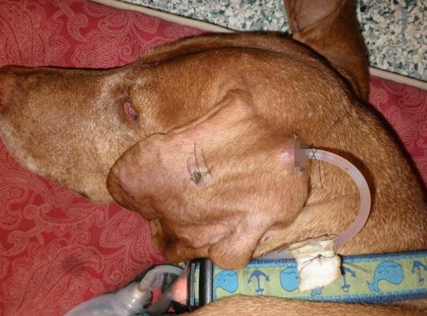 看到小狗耳朵被缝钮扣？别担心，这是“耳血肿”的特殊治疗法