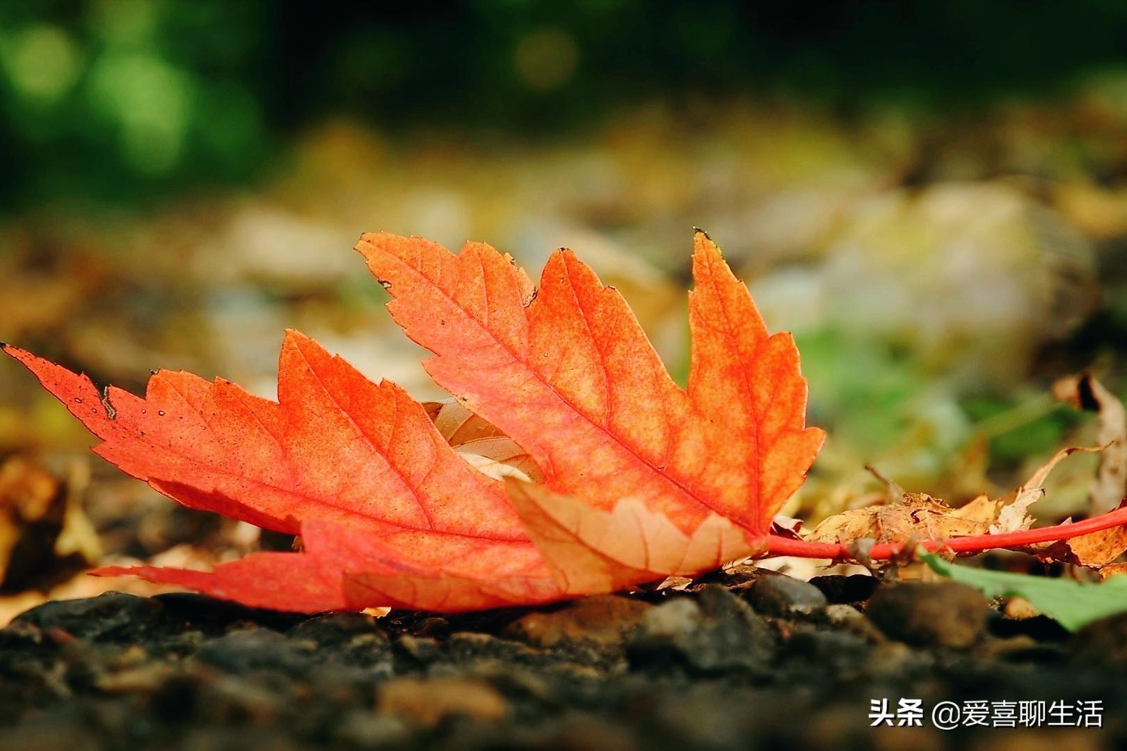 立秋日，老人说男女老少要吃这肉，美容养颜强健骨骼预防骨质疏松
