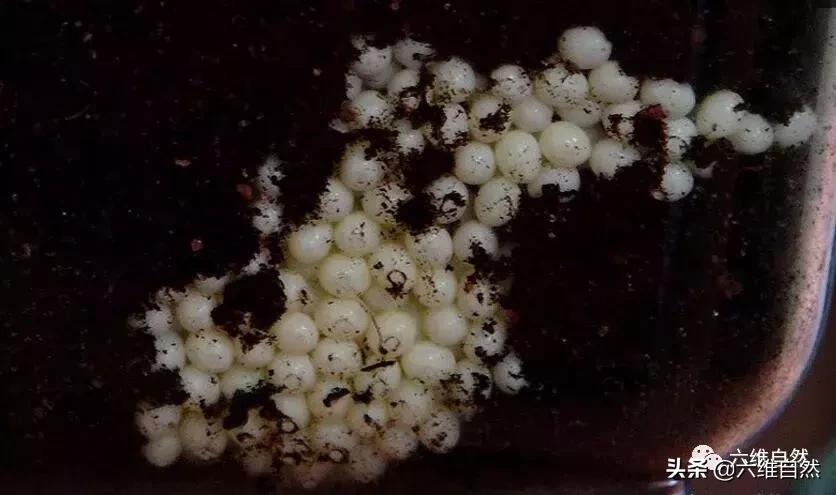 吃植物吃土吃水泥，还有什么是它不能食？非洲大蜗牛入侵世界各地
