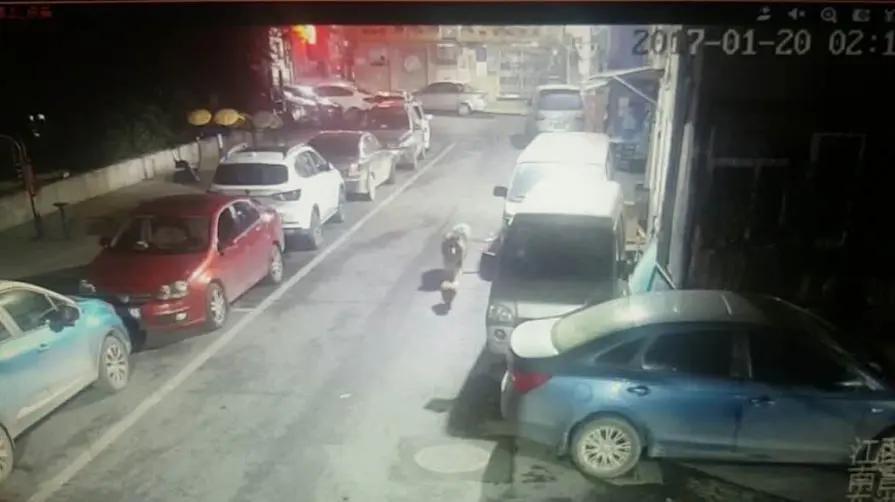 狗狗走丢了可以报警吗,狗狗走丢了会自己回来吗