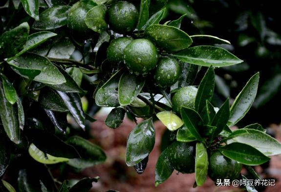 家中盆栽柑橘不结果,什么肥可以让柑橘树枝繁叶茂