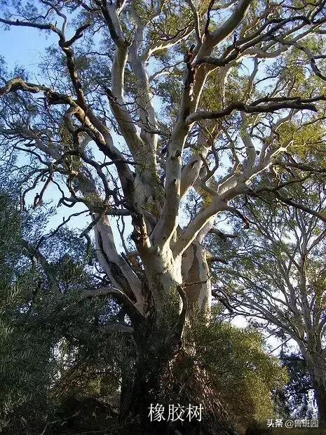 橡木种类大全及图片,史上最专业橡木介绍快来收藏吧