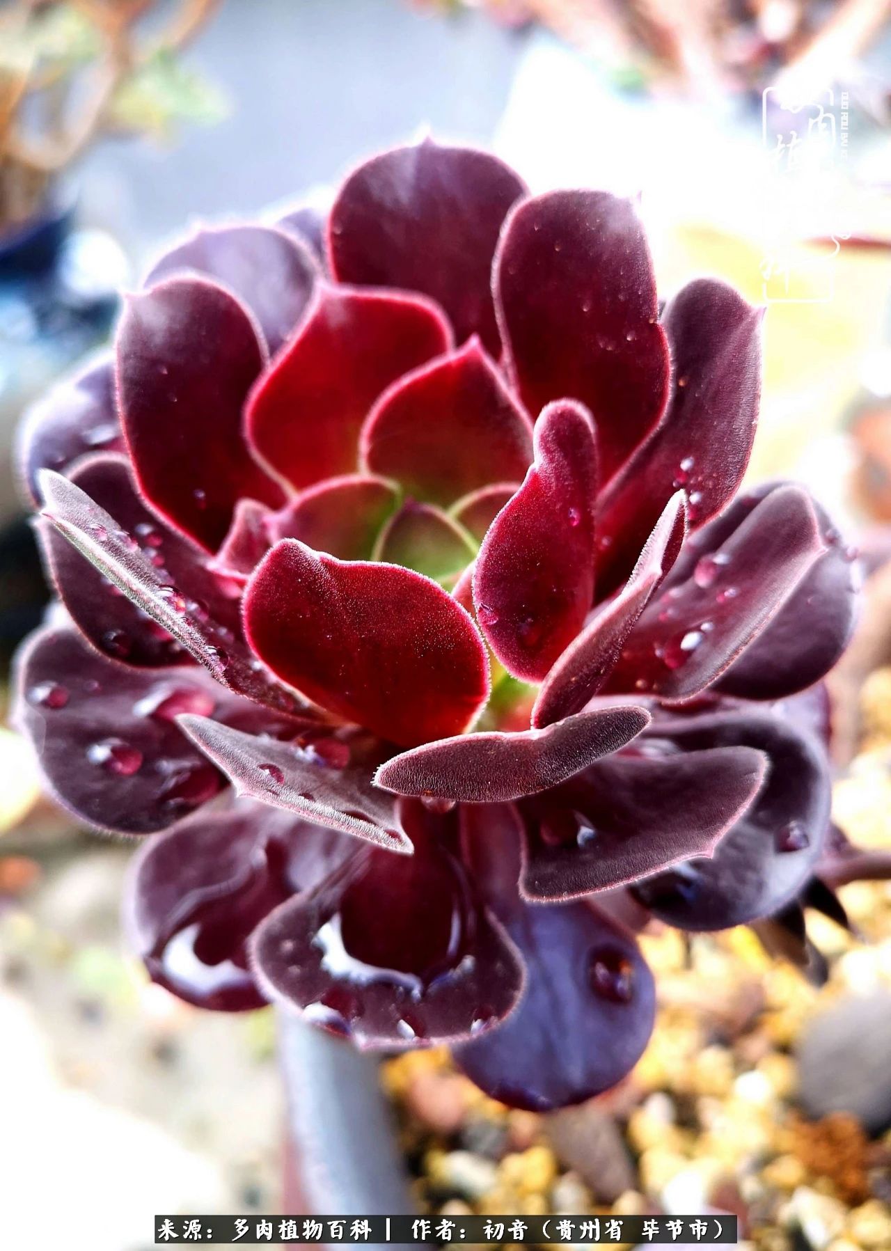 和多肉共度美好时光,与多肉一起成长