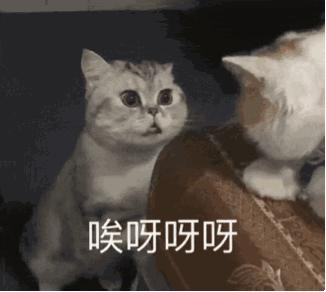 福懋动物医院香港路分院,福懋动物诊所猫咪疫苗