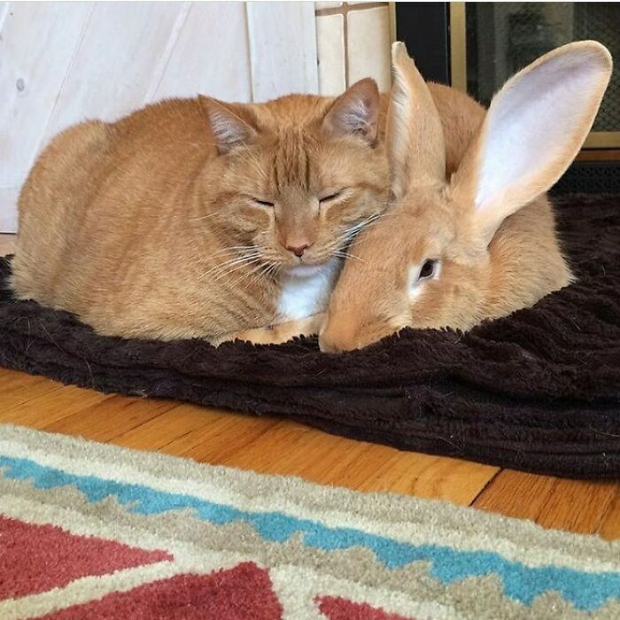 当不同物种的小动物们忽然“撞衫”…同款配色双倍的可爱