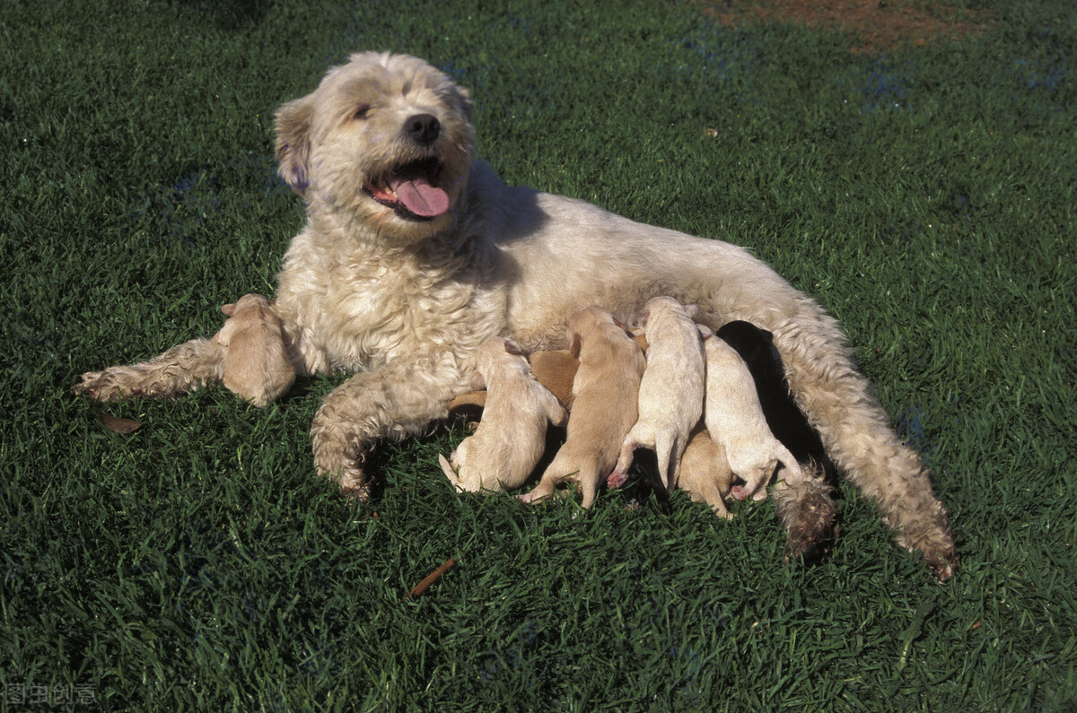 狗狗假孕是病吗？对狗狗的危害有多严重？