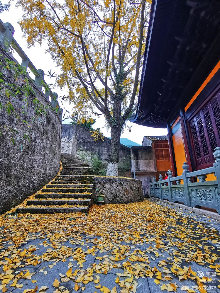 温州茶山五美园的故事,温州茶山五美园