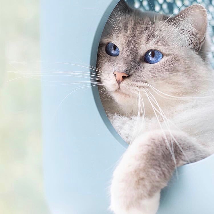 猫咪眼睛结膜炎的症状及治疗方法,猫咪结膜炎和horner综合征