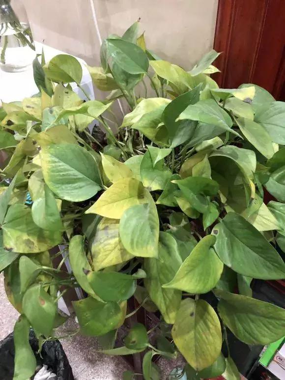 绿萝烂根怎么养才能更旺盛,绿萝怎样养才能养得更旺盛