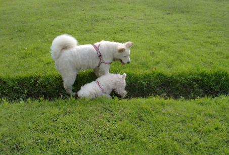 关于遛狗要拴绳,遛狗可以带点什么