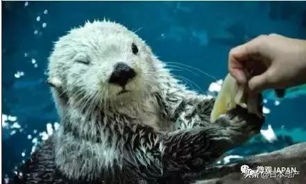 日本魅力无限,日本魅力观光区