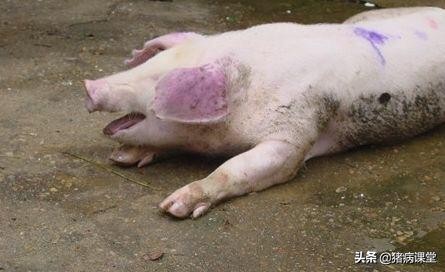 养猪十大病症,养猪知识猪病怎么治