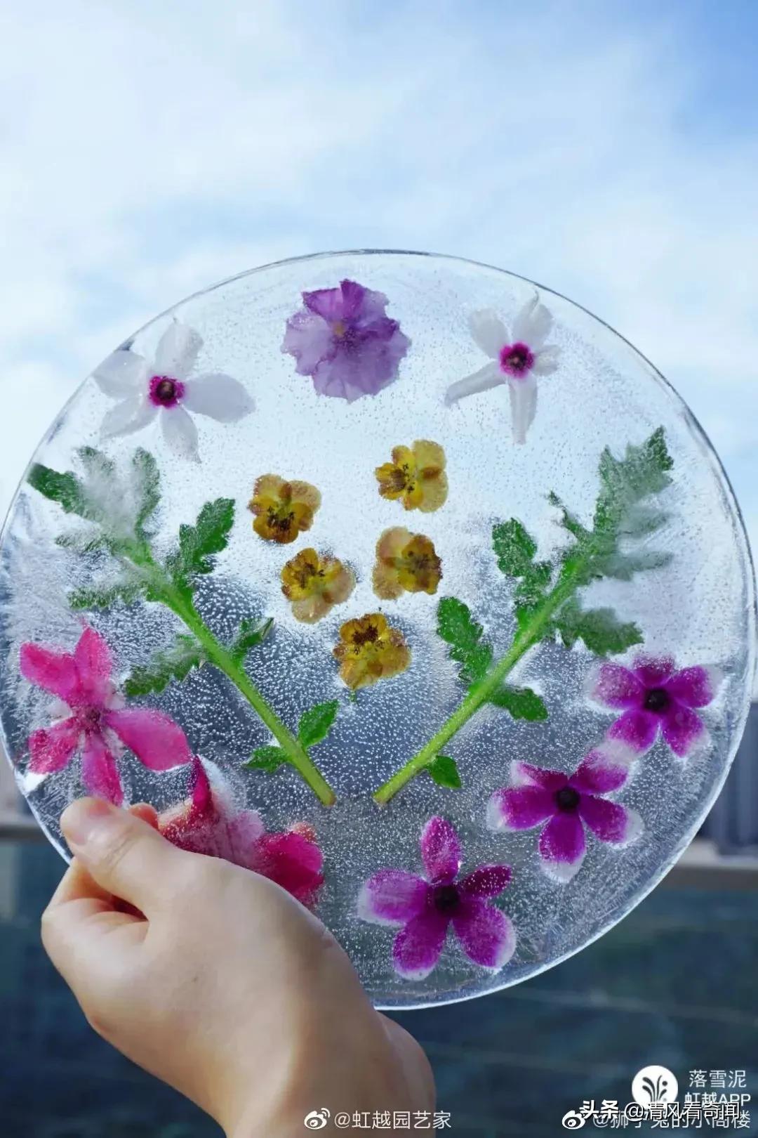 冻冰花美篇,冻冰花的美篇