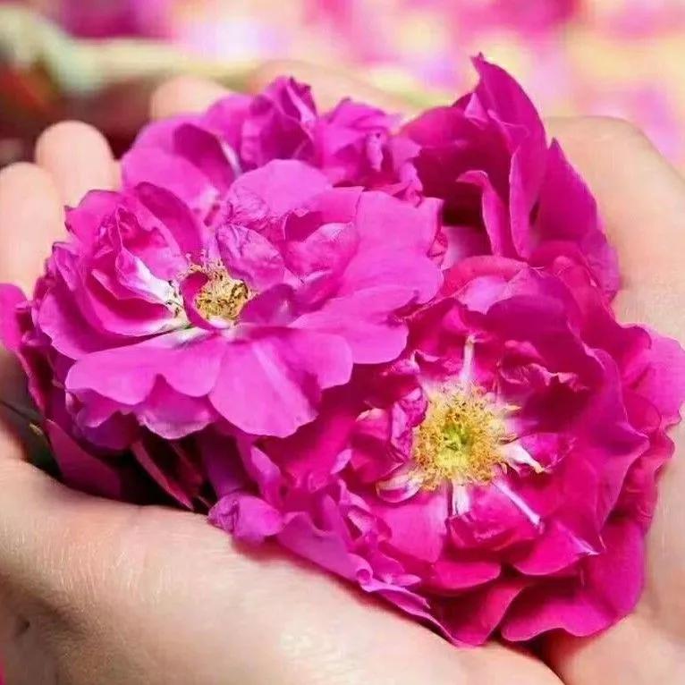 永登高氏家族,永登坪城高氏族谱字辈