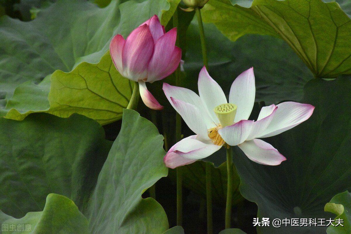 燥热体质心火旺盛的表现,入睡困难是不是肝火旺盛怎么调理