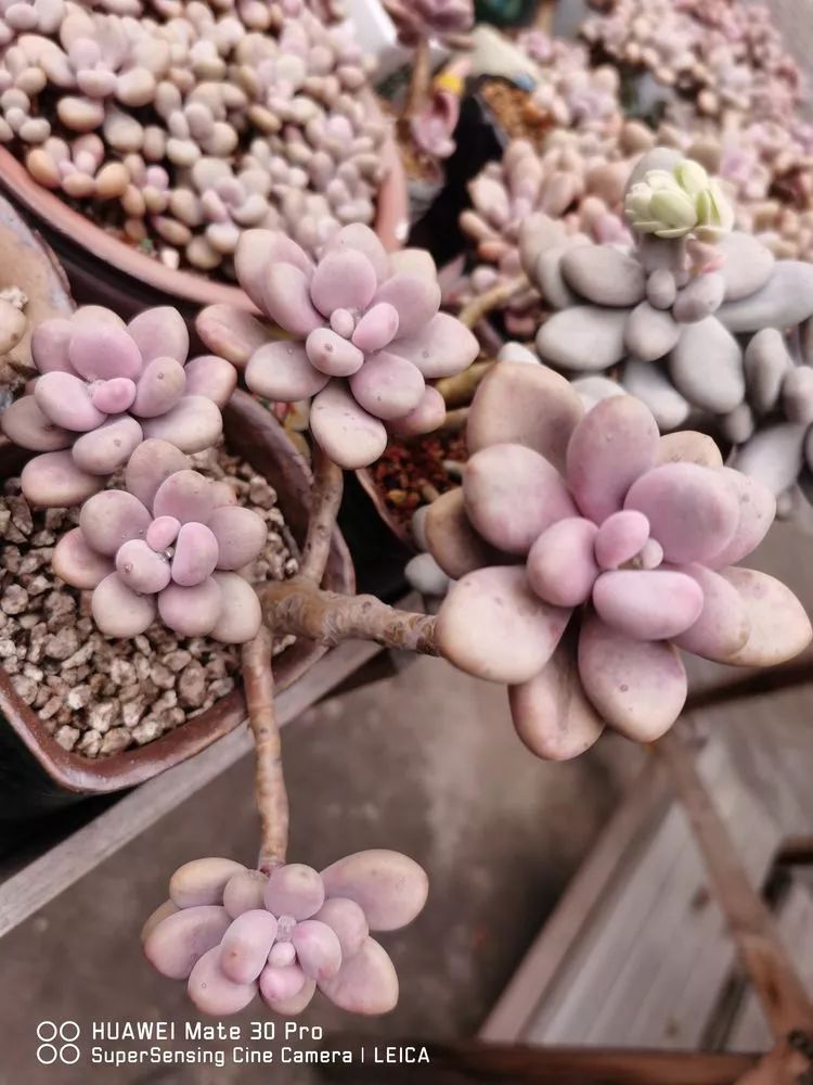 冬日如何更好地养多肉,冬天可以户外养护的多肉