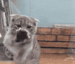 笨笨的猫咪是什么样子,笨笨的猫咪