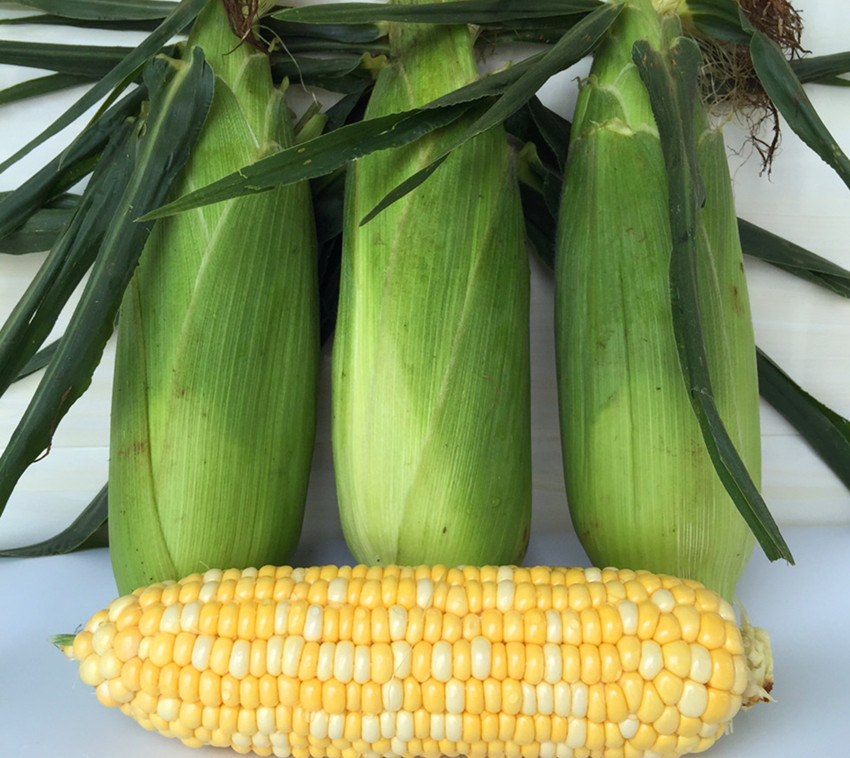 农村适合养殖和种植的项目有哪些,农村最赚钱的种植项目