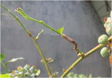 蓝莓园害虫的症状和防治,蓝莓地下害虫蛴螬防治