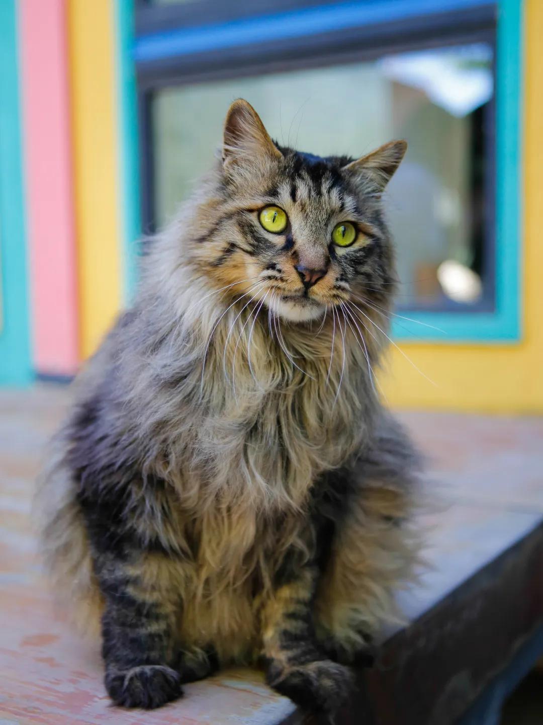 马霸霸|风度翩翩花荣荣