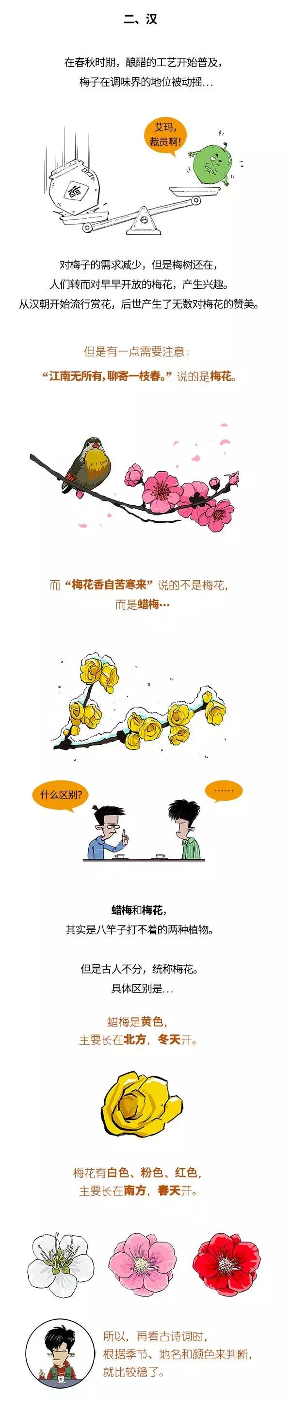 酵素青梅的功效与作用点,青梅有酵素