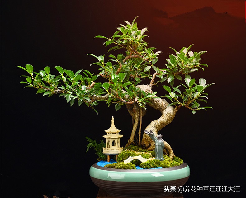 榕树的冬季管理方法,榕树的浇水原则