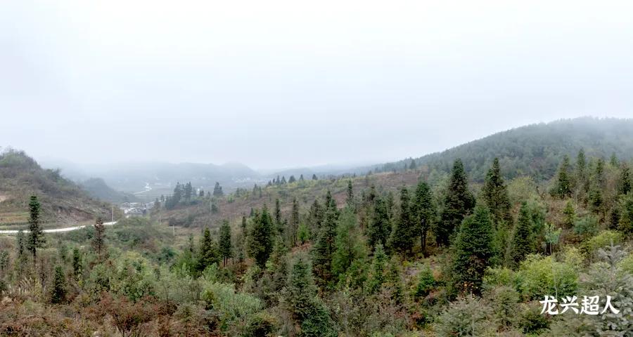 贵州的道地药材天麻,天麻属于哪里的道地药材