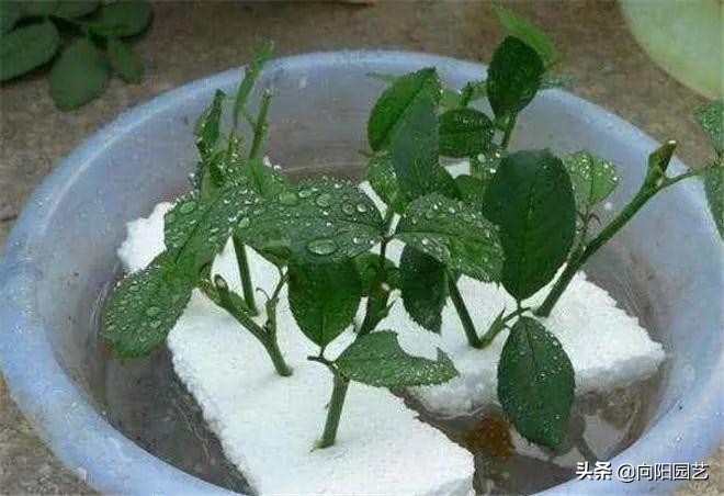 养花不用营养土,泡沫箱养花技巧什么花可以用水养