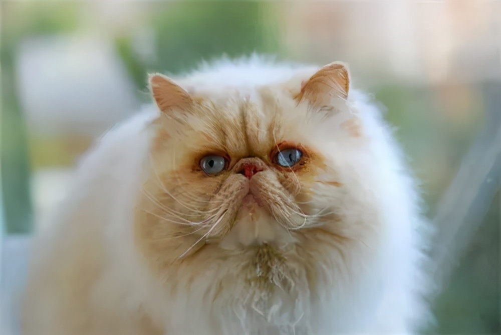 纯种猫可能会得的病,铲屎官怀疑自家猫咪是只法国猫