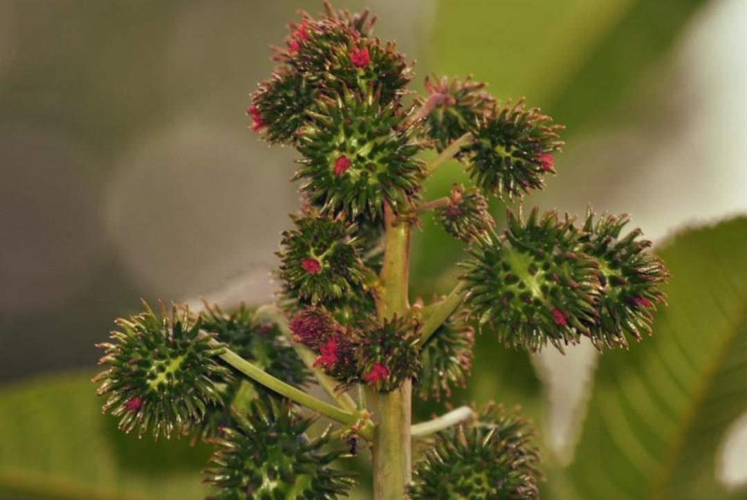 蓖麻子为什么成为了战略物资,蓖麻国家禁止吗