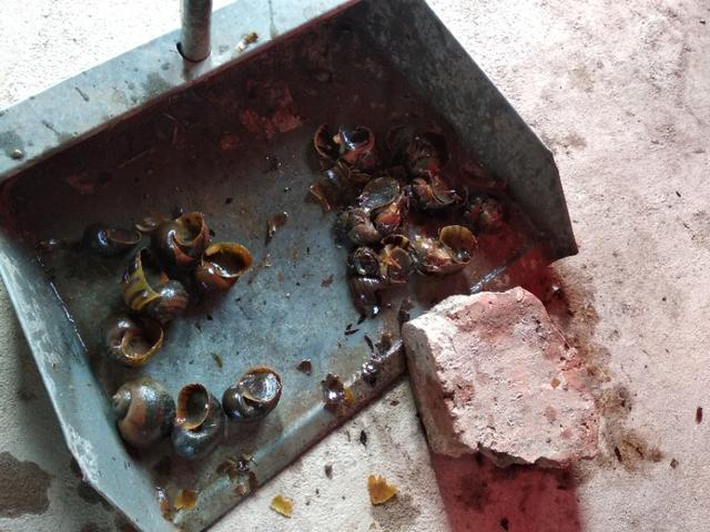 小龙虾如何养殖经济又实惠,小龙虾养殖成本大全