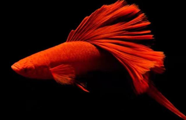 冷水观赏鱼寿命最长的有哪些,寿命最长不吃小鱼的观赏鱼