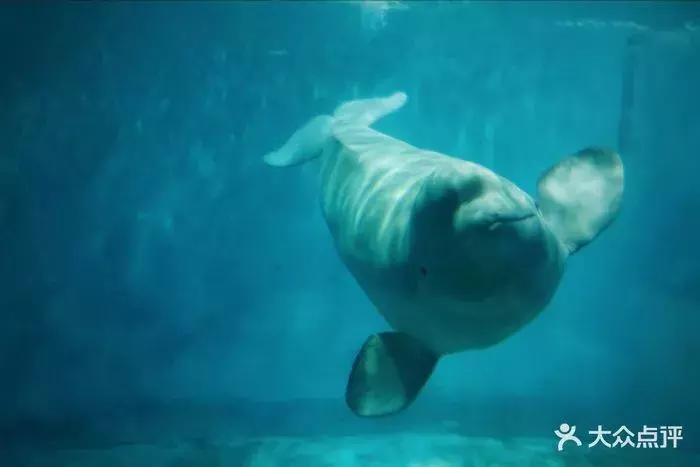 这个夏日25°C的宝藏城市美炸了！海岛、万国建筑、叮叮车..想去