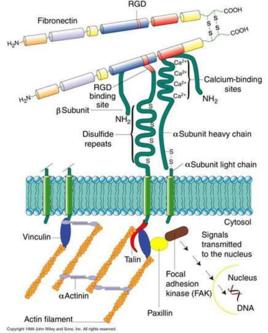纤连蛋白焕颜精粹水,纤连蛋白在国内第一款护肤品