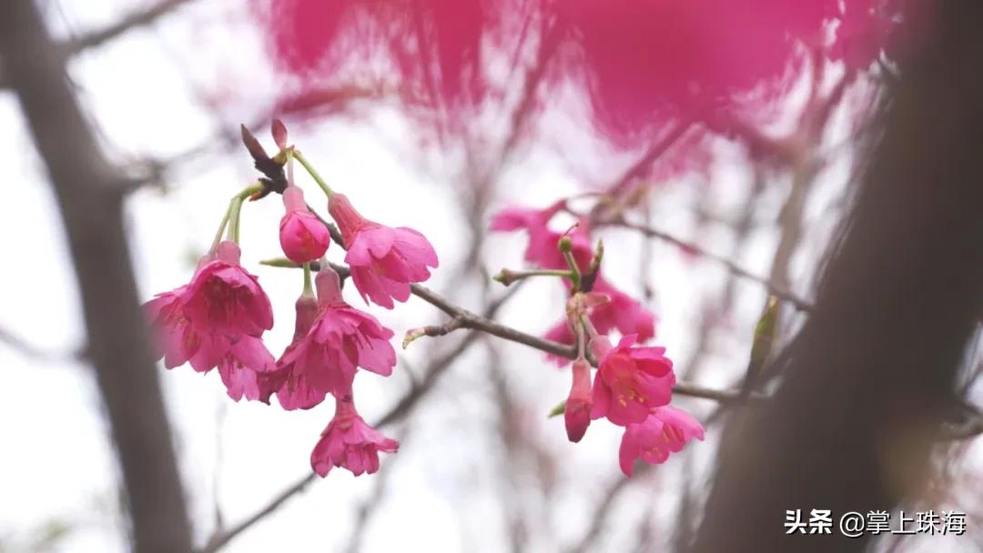 珠海春节游玩的地方有哪些,春节珠海旅游最佳攻略