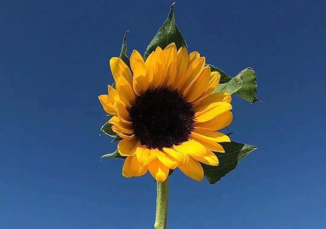 10句惊艳岁月的诗词,十首岁月静好的诗句