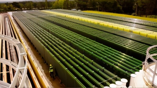 微藻的生物应用前景与展望,微藻产业化关键技术有哪些