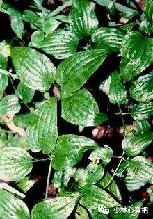 动物中药功效大全,中药药材大全及功效