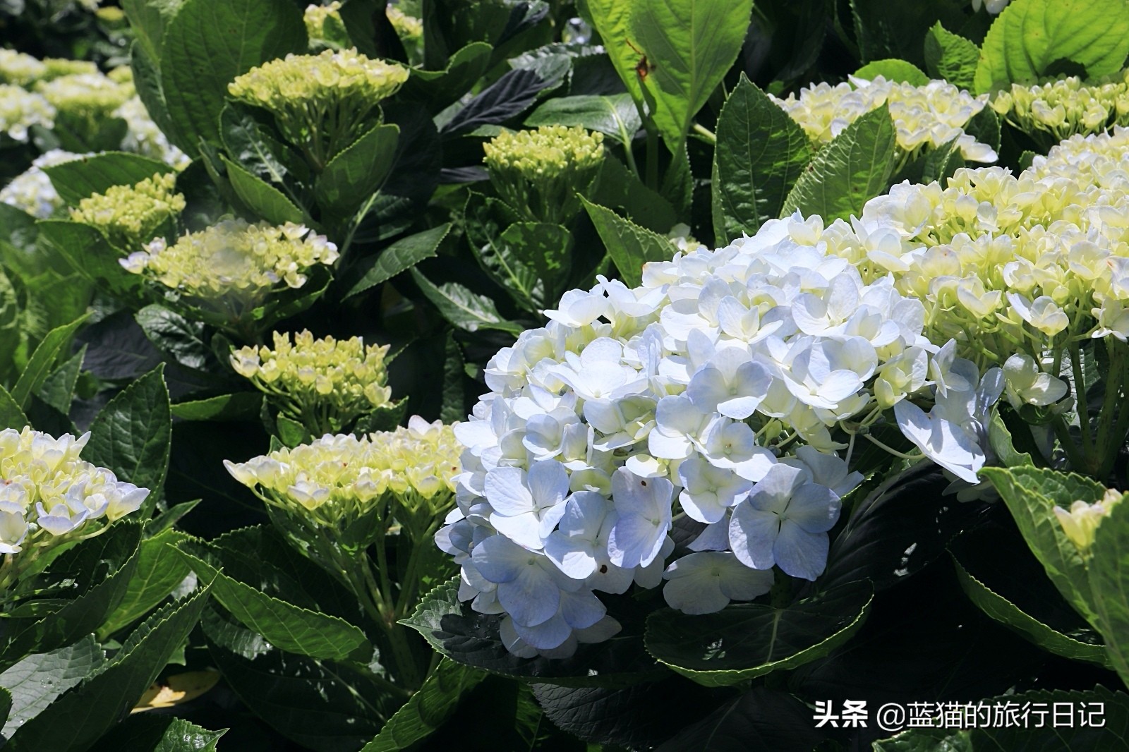 520最浪漫的旅游地,520浪漫出游地