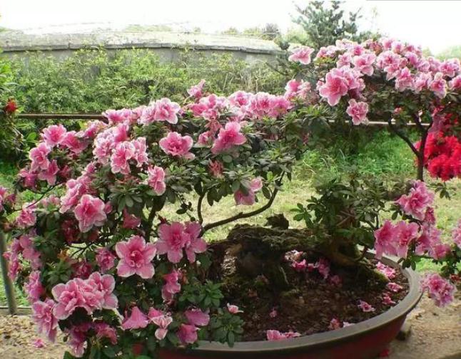 冬季养杜鹃叶子一碰就掉咋办?排查4方面,找出病症方能救回来