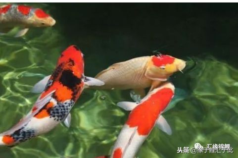 锦鲤休克水温差,锦鲤奄奄一息间歇性抽搐怎么救活