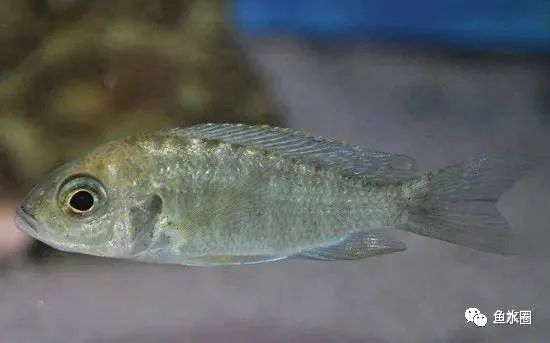 三湖慈鲷马鲷孔雀珍珠系能长多大,三湖慈鲷之孔雀