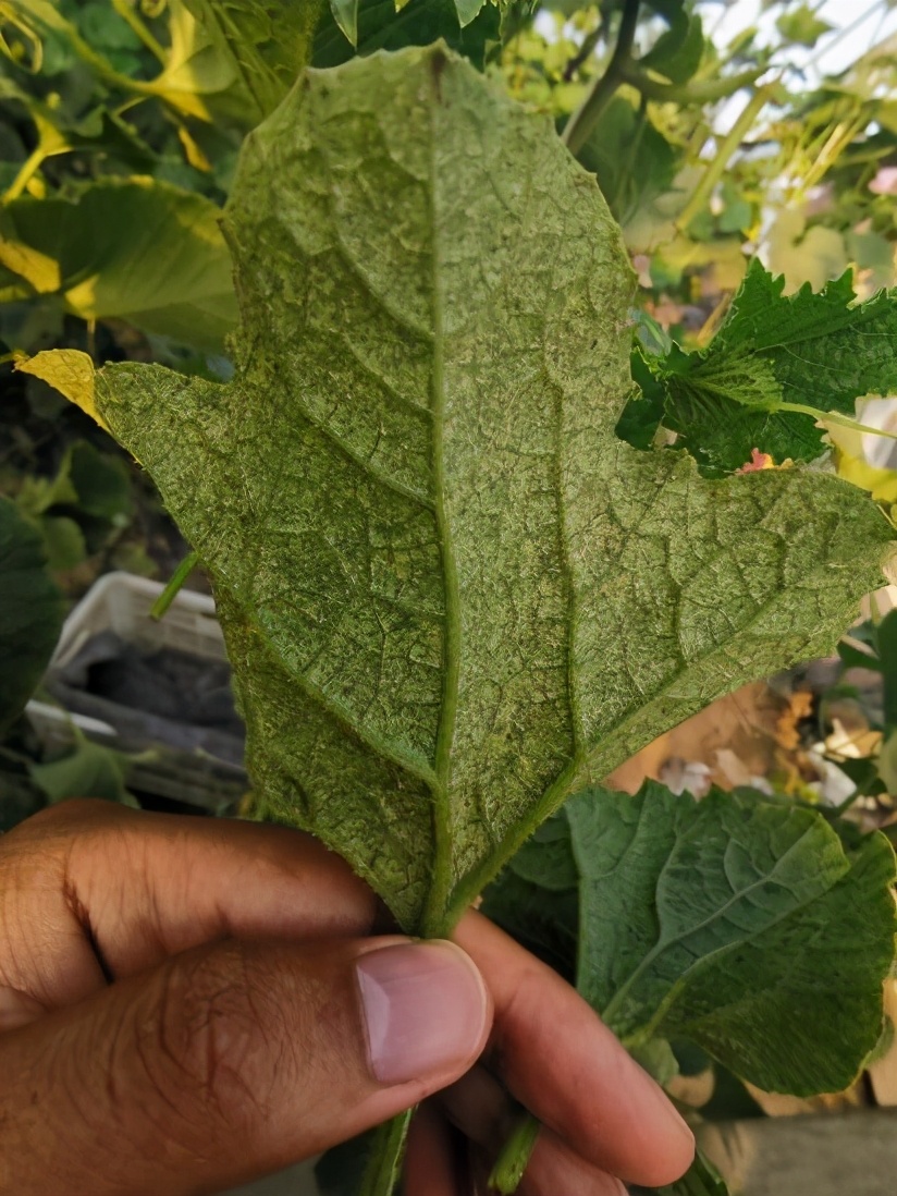 二斑叶螨有效防治办法,二斑叶螨最有效防治方法